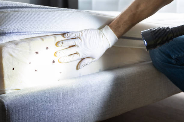 Best Pest Inspection Near Me  in Avon, MN