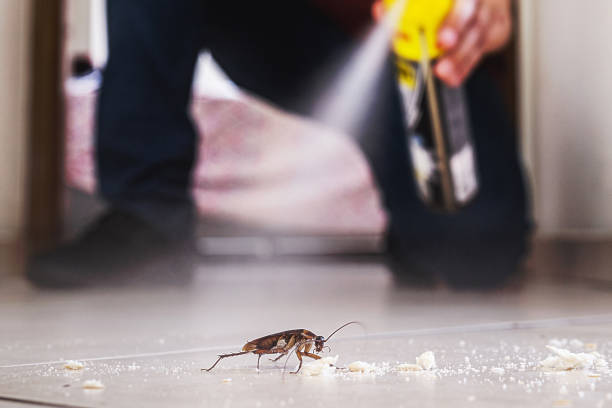 Best Local Pest Control Services  in Avon, MN