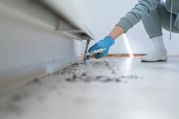Best Wasp Removal Services  in Avon, MN
